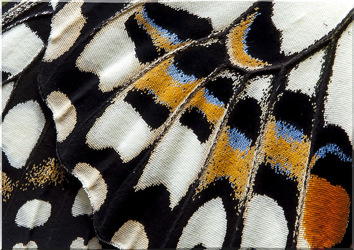 Close-up of the wing of a butterfly.