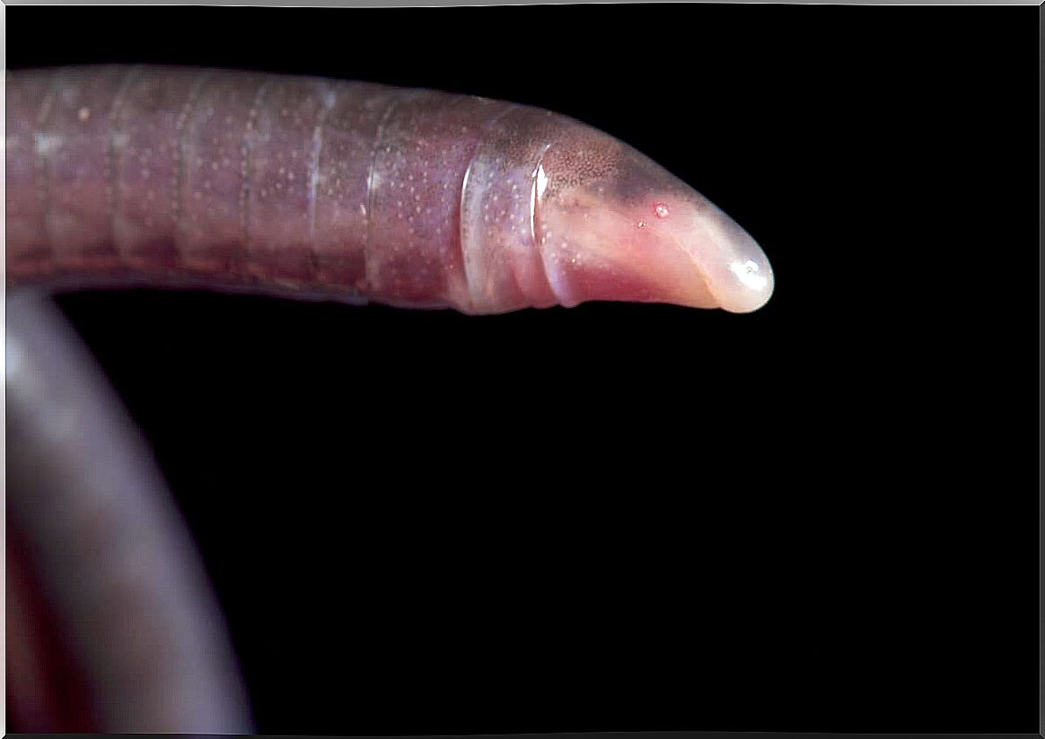 Many caecilians are completely blind.