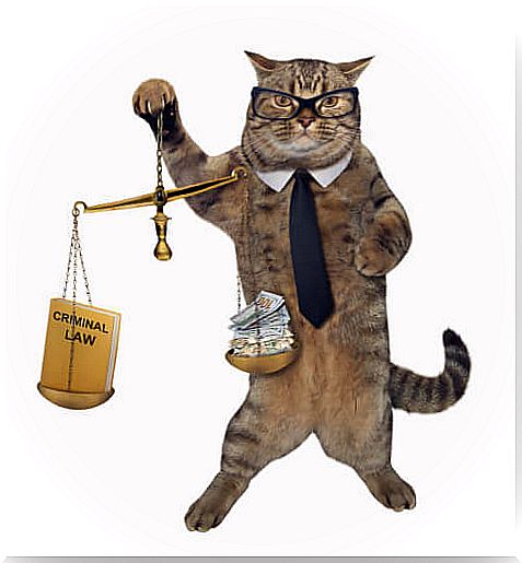 Cat as a lawyer