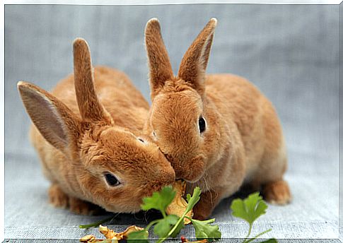 rabbit eating