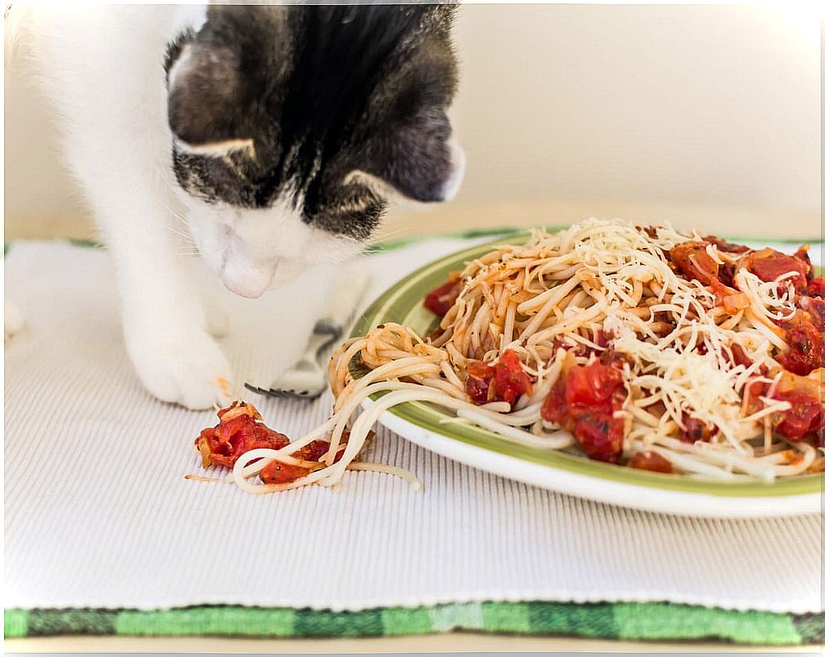 Can Cats Eat Pasta?