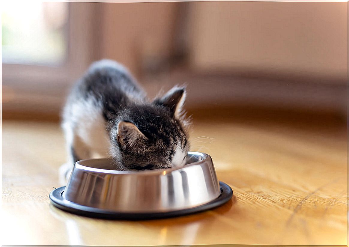 A cat eating from its bowl.