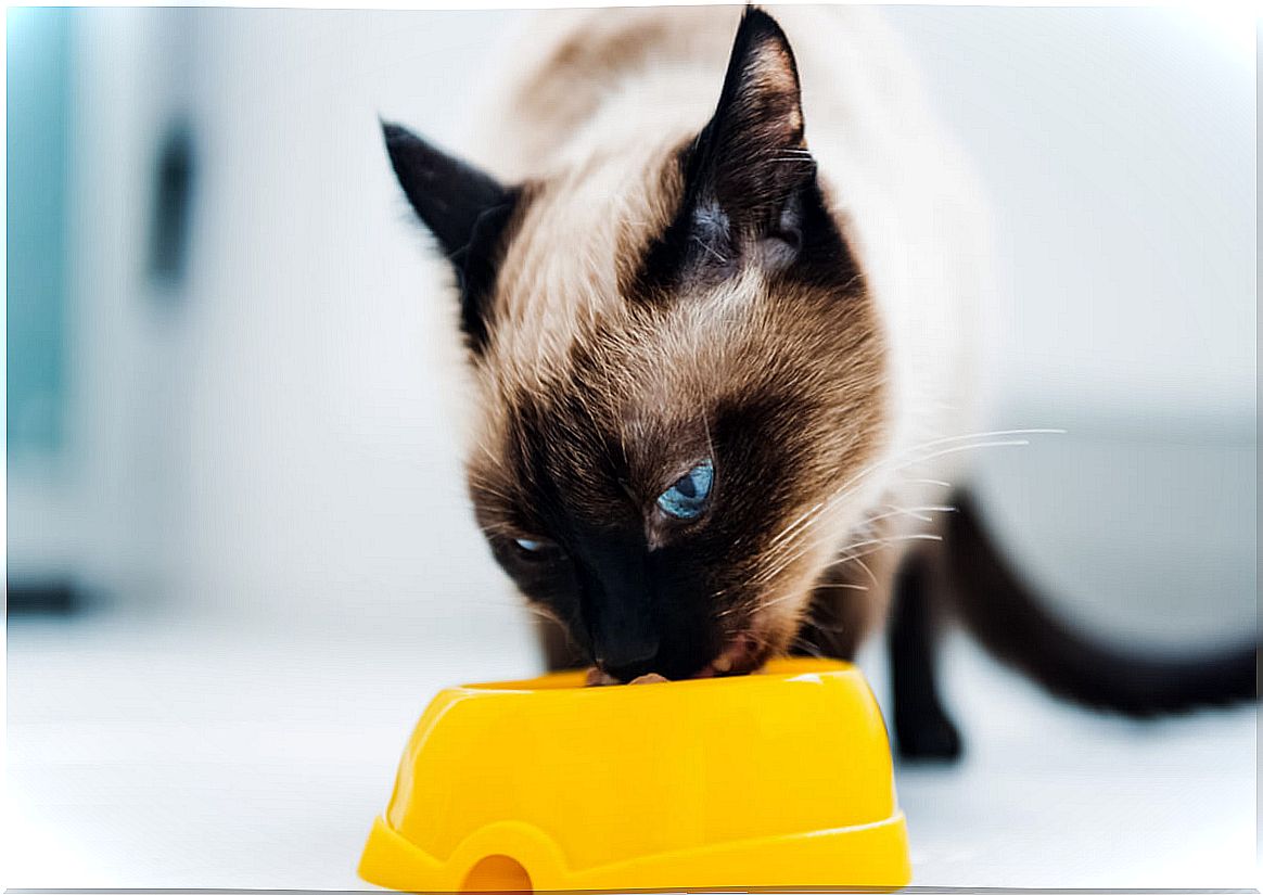 Hyperlipidemia in cats is counteracted by diet.