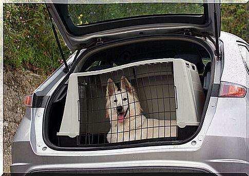 Car safety: your dog's life is in your hands