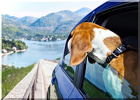 dog in car