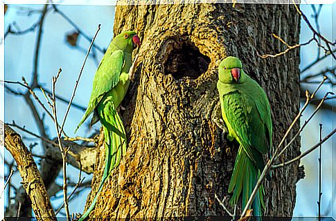 Care and characteristics of a Kramer's parrot