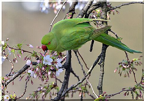 Kramer's Parakeet: characteristics