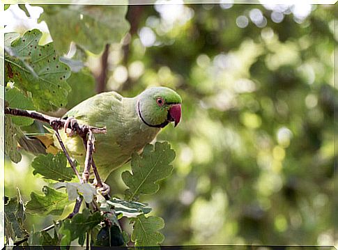 Kramer's Parakeet (Psittacula krameri)