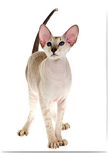 Peterbald cat: behavior