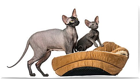 Peterbald cat: care