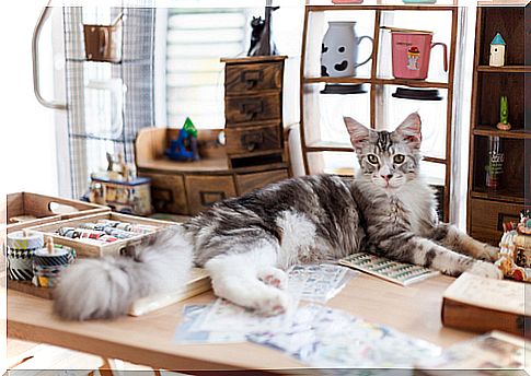 A cat on a desk.