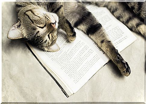 A cat on a book.