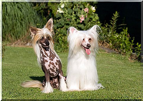 Chinese crested: care, characteristics and curiosities