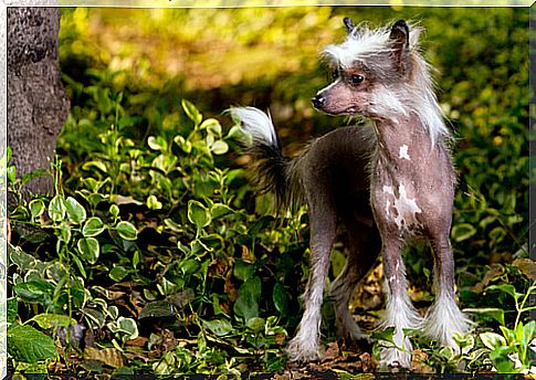 Characteristics of the Chinese crested