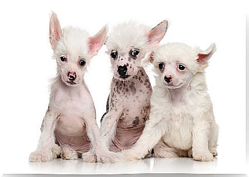 Chinese crested: care