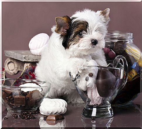 Chocolate is toxic to dogs, we tell you why