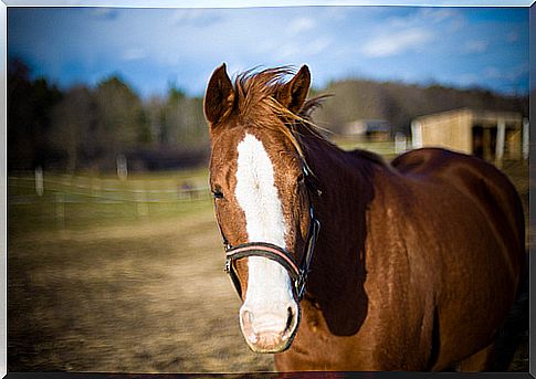 Choose the right horse size