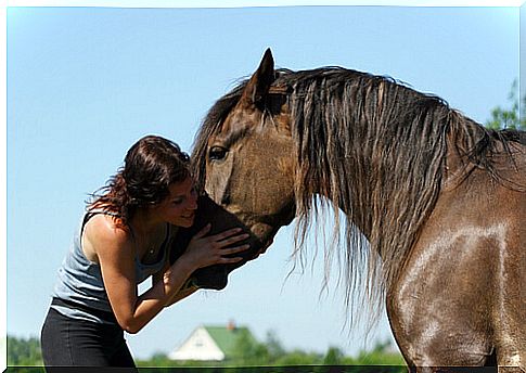 Person stroking a horse