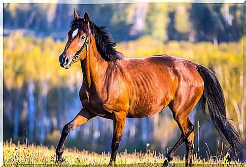 Galloping horse