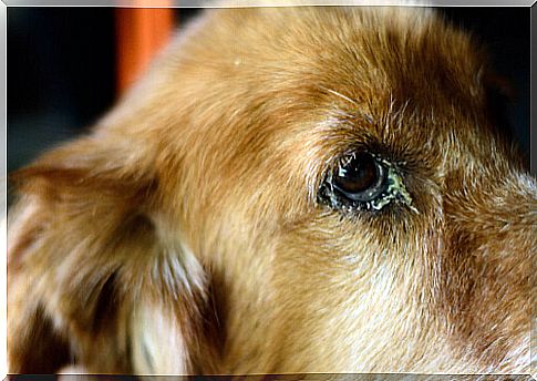 Sick labrador retriever eye. 