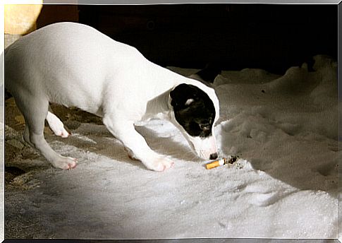 A puppy finds a cigarette on the ground.