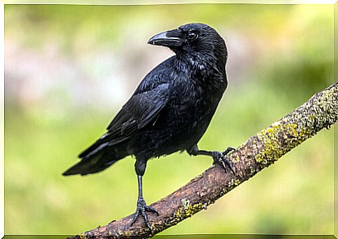 Crows and their cognitive ability