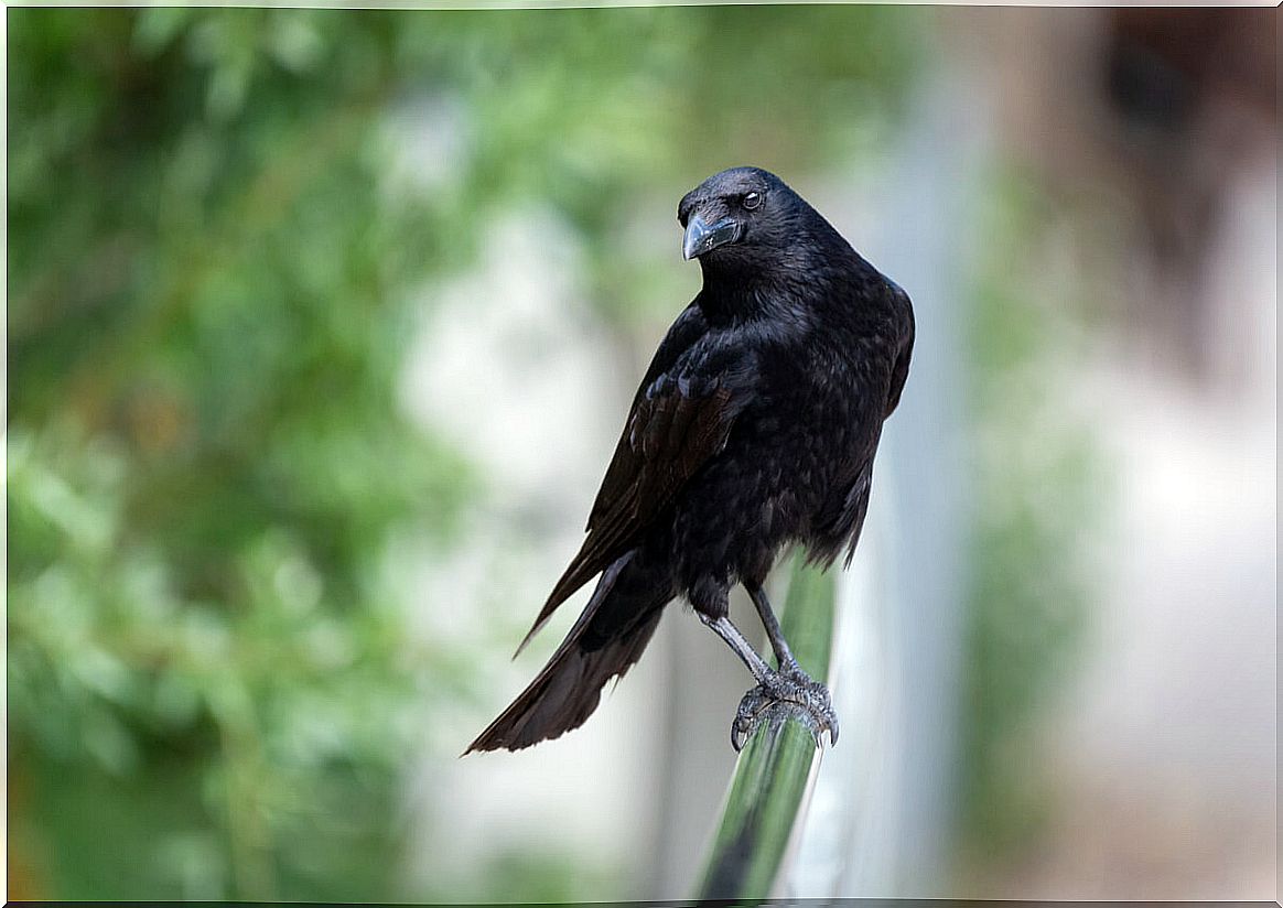 Crows and their relatives: do they deserve to be considered malevolent?