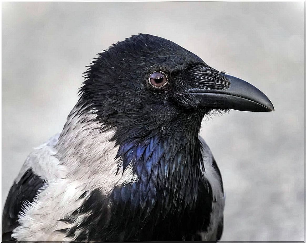 The head of a crow.