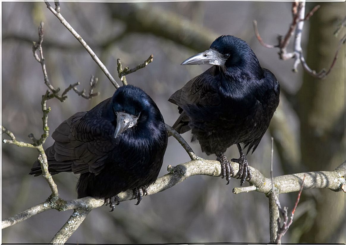 The rook is an animal very similar to the crow.