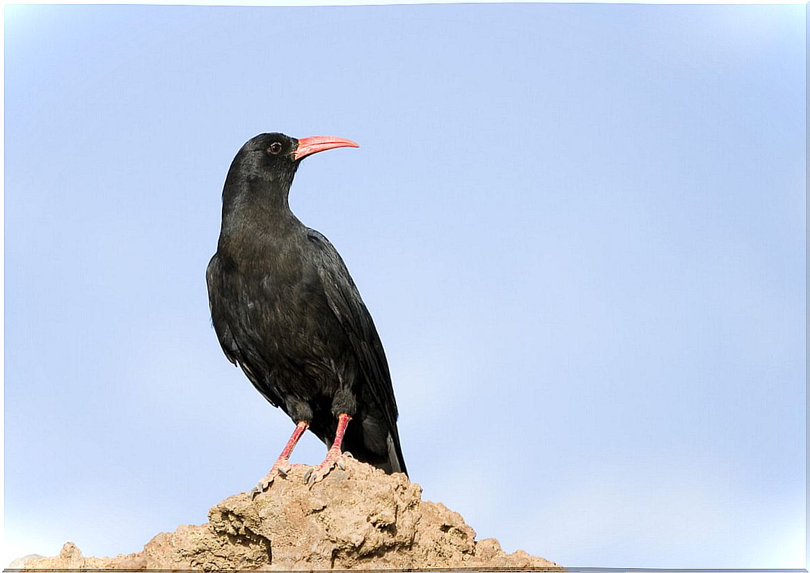 The common chough: crows and their relatives.