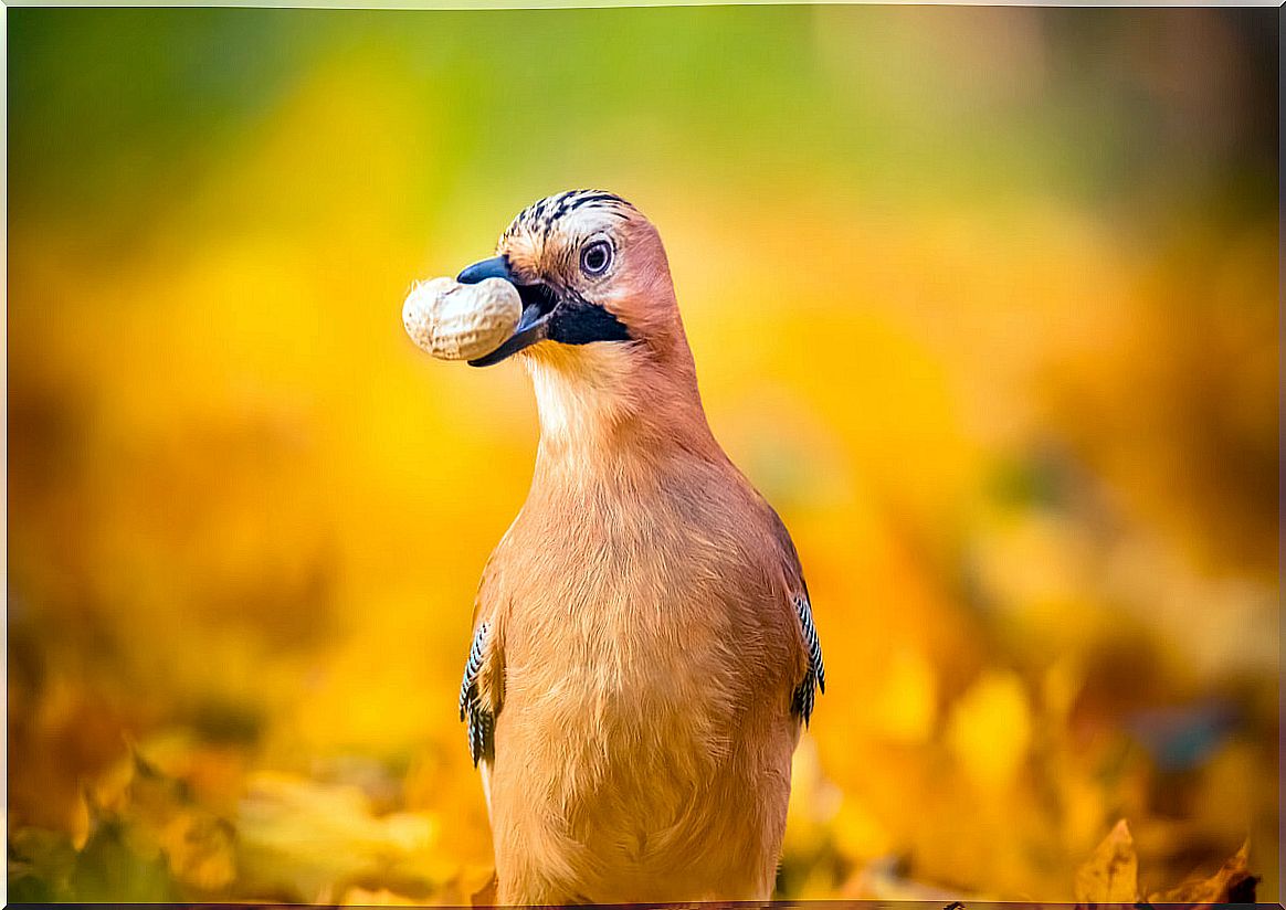 The jay is one of the crows and relatives.