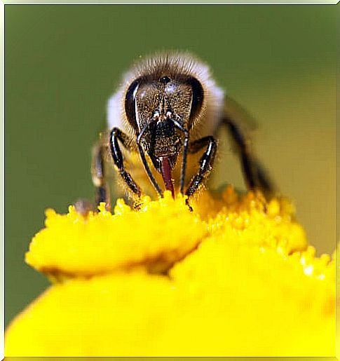 European bee: sting