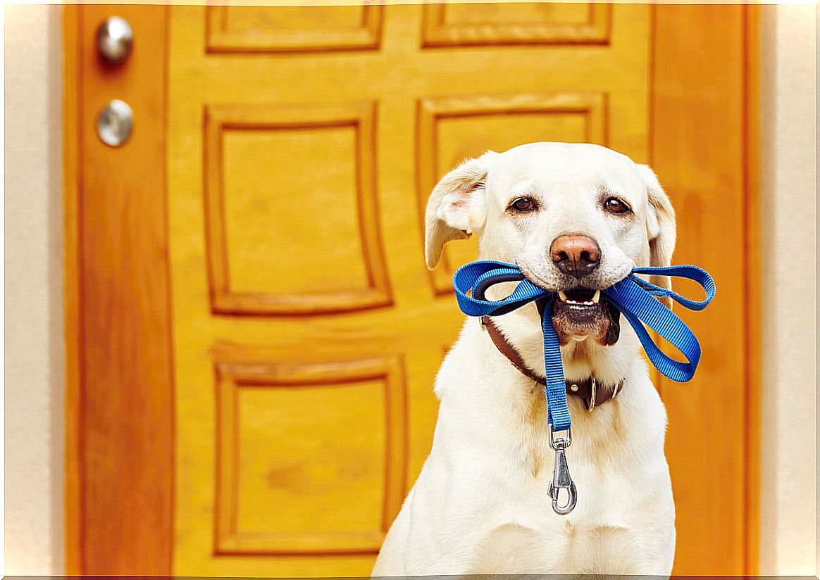 A dog waiting for a walk.