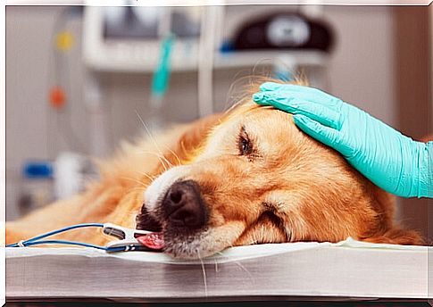 Dangers of cutting vocal cords in pets