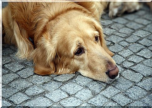 Depression in dogs