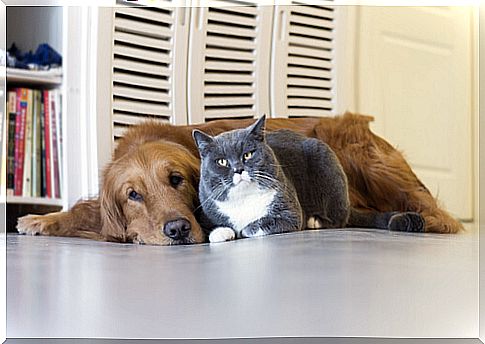 Deadly diseases in cats and dogs