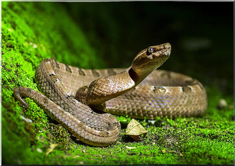 Differences between snake, viper and snake