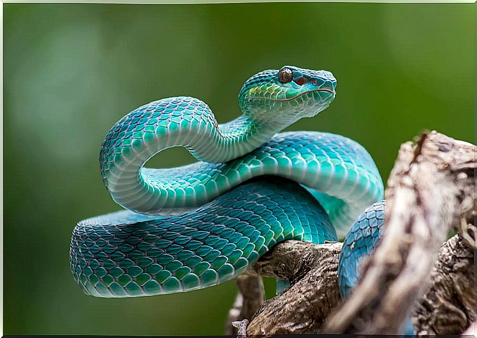 Blue snake.