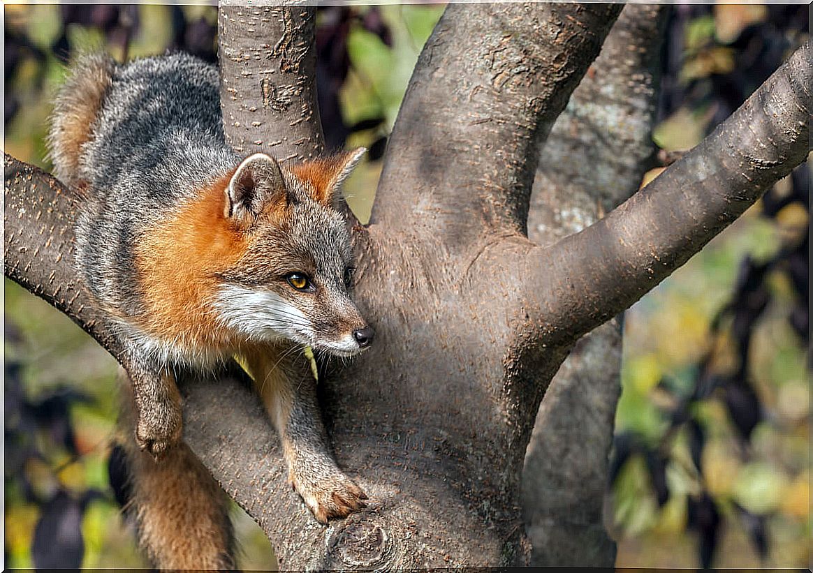 Differences between wolves, foxes and coyotes