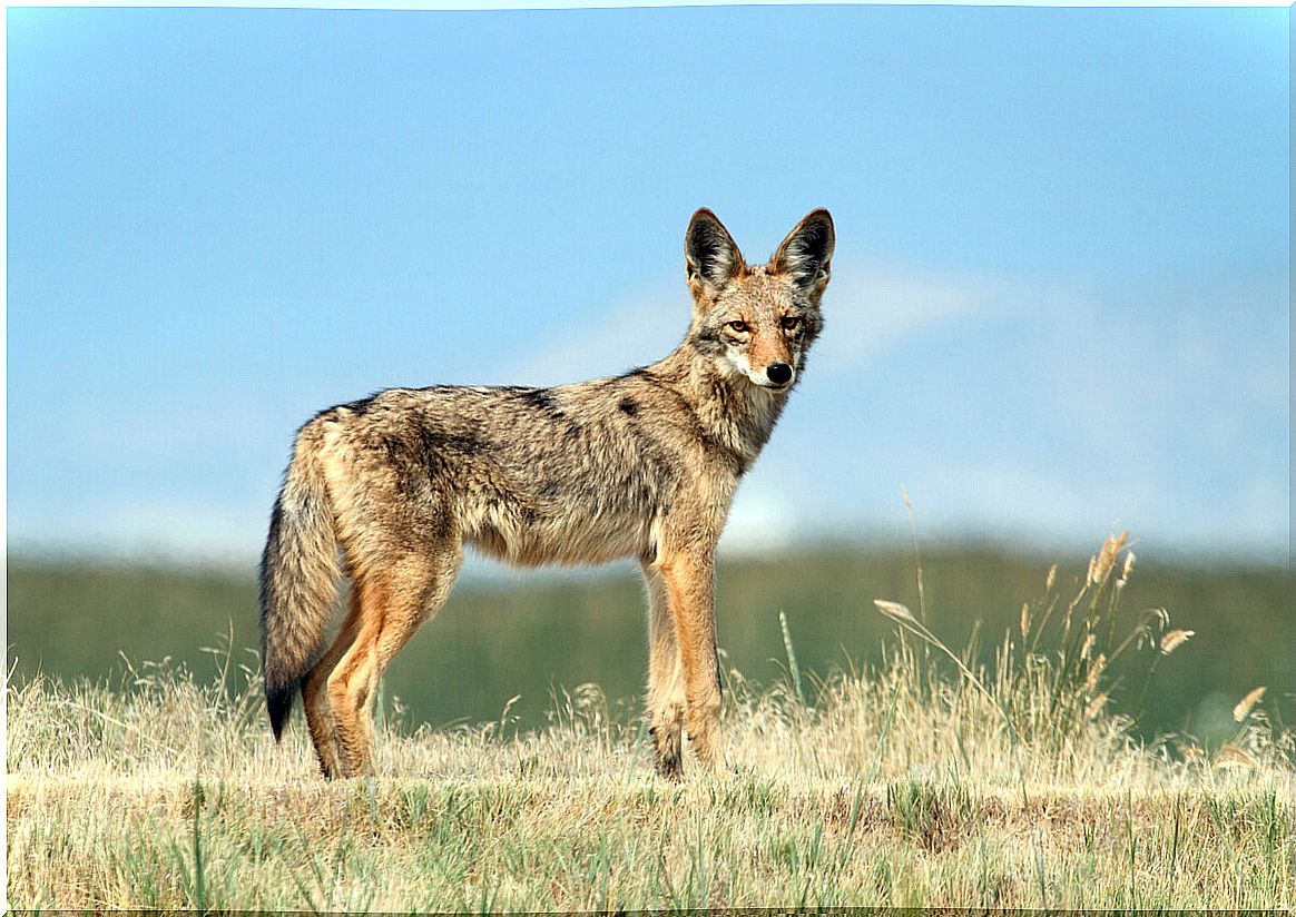 Un coyote mirando a cámara. Existen muchas diferencias entre lobos, zorros y coyotes.