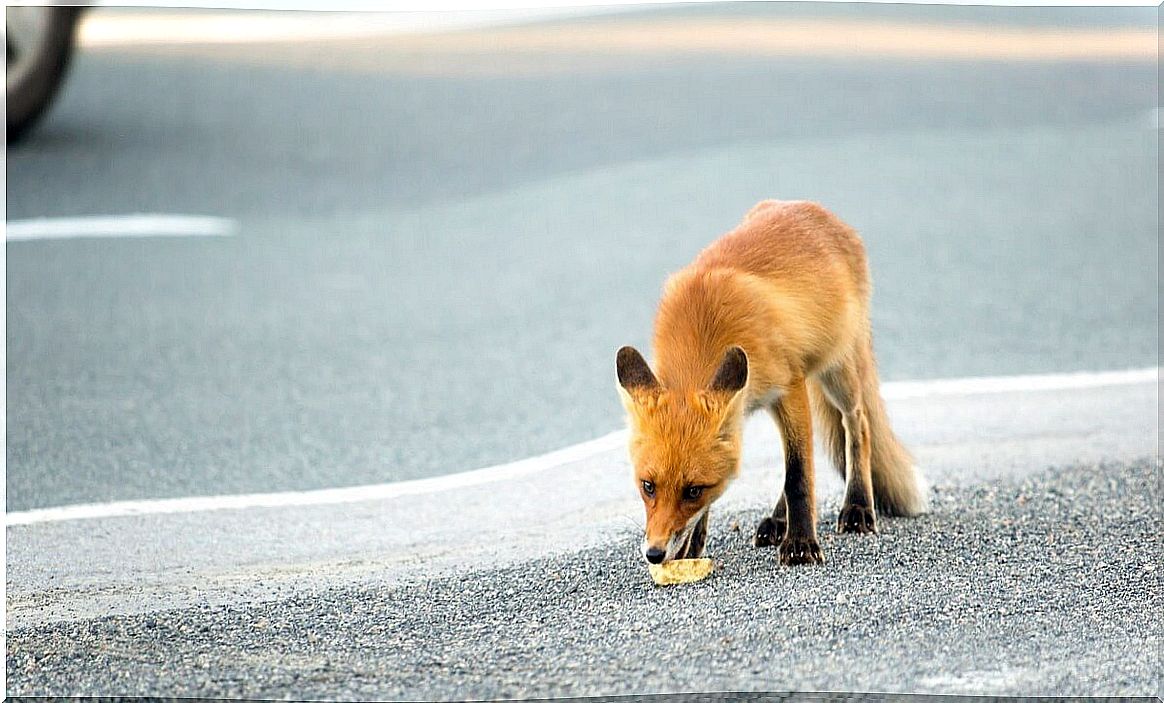 Un ejemplar de zorro comiendo en la cuidad.