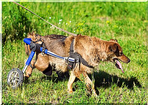 Discover the life of dogs in wheelchairs