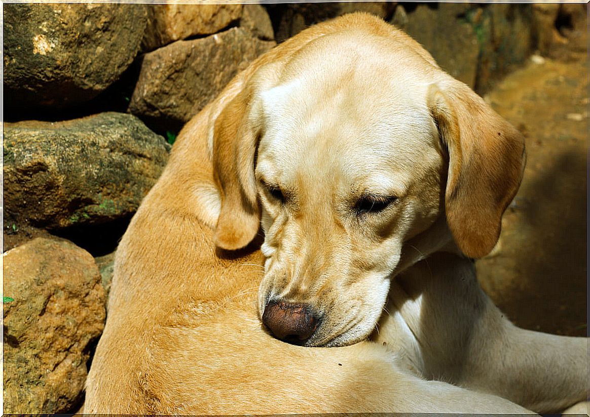 Diseases in dogs transmitted by insects.