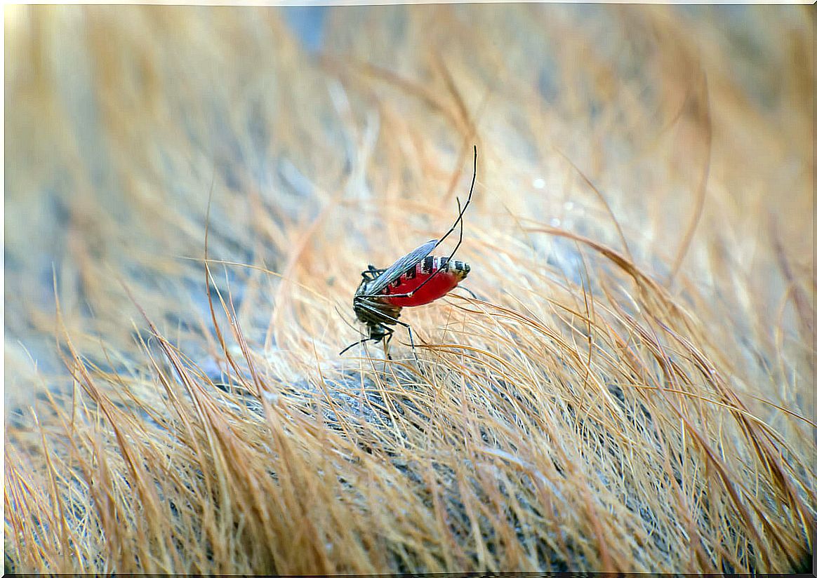 A fly biting a dog.