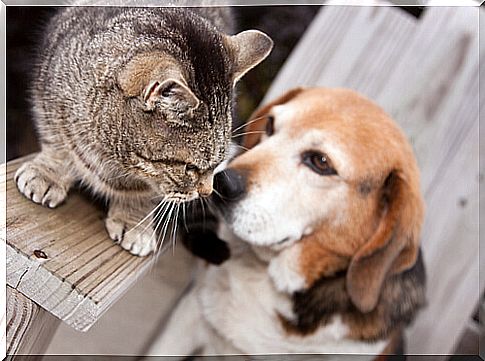 dog and cat