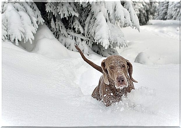 Great dane in the snow