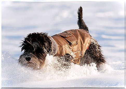 Dog in snow