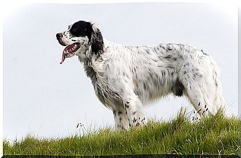 Dog breeds of England