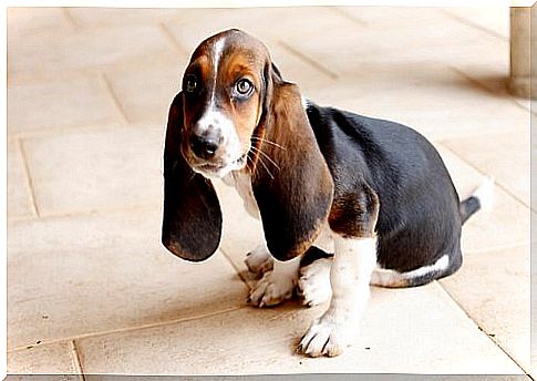 Dog breeds with large ears