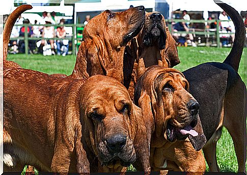 Cuatro perros bloodhound